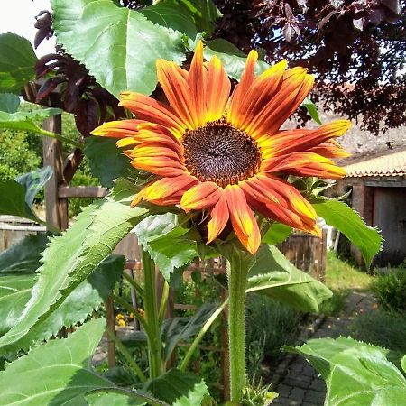 Bed and Breakfast Les Tournesols La Bernardiere Exterior foto