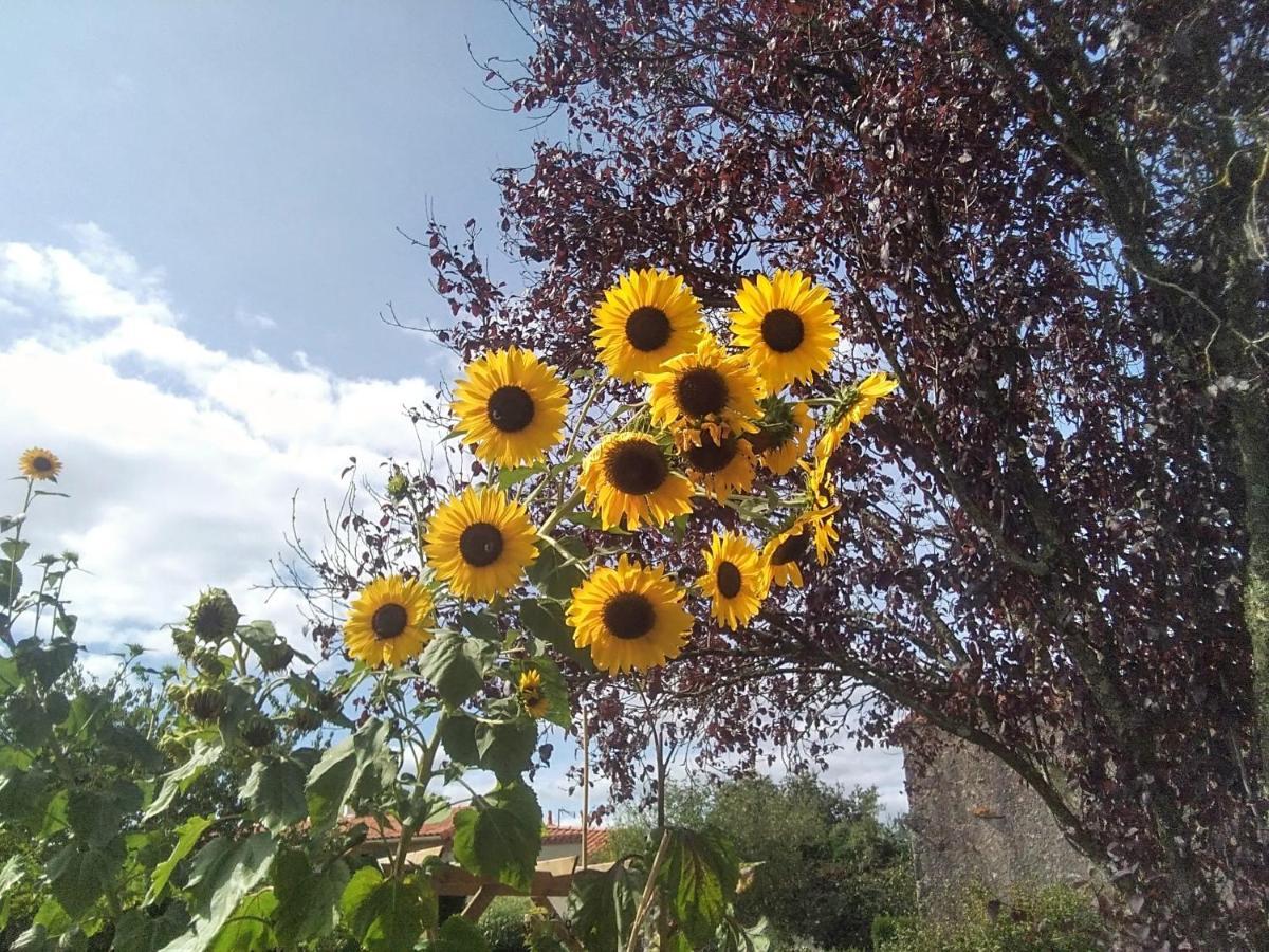 Bed and Breakfast Les Tournesols La Bernardiere Exterior foto